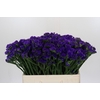 Limonium Navy Sun Birds
