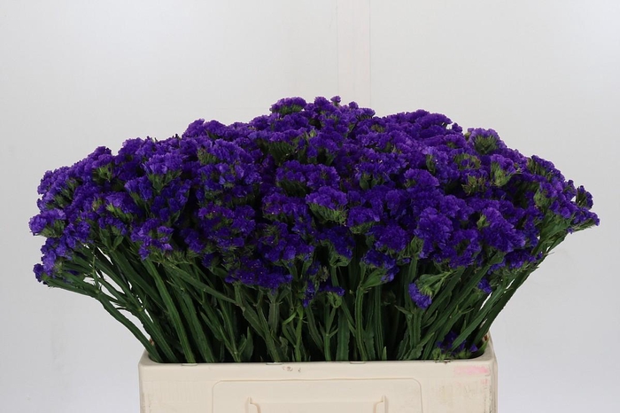 <h4>Limonium Navy Sun Birds</h4>