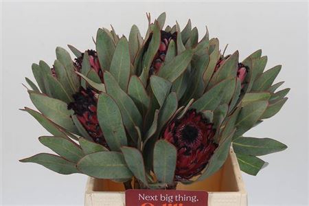 <h4>Protea Barbigera Ruby Princess Air</h4>