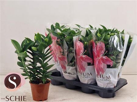 <h4>Lil Or Souvenir 3pp</h4>