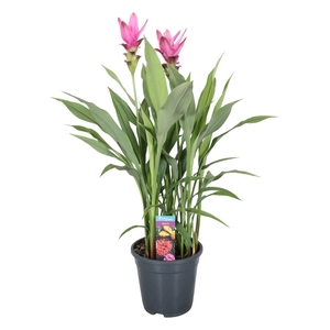 Curcuma Siam Supreme 3+ bloem