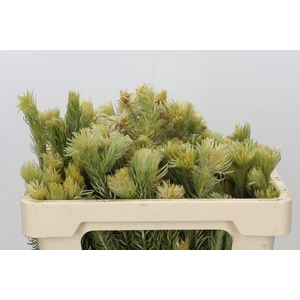 Kaaps Groen Phylica Pubescens