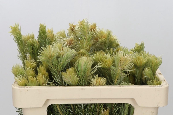 <h4>Kaaps Groen Phylica Pubescens</h4>