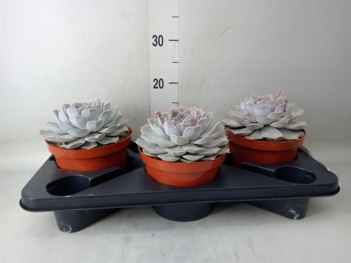 <h4>Echeveria lilacina</h4>