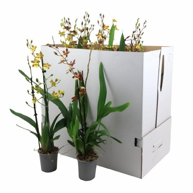 <h4>CAMBRIA GRP GEM</h4>