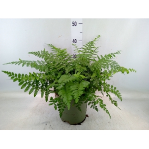 Asplenium parvati