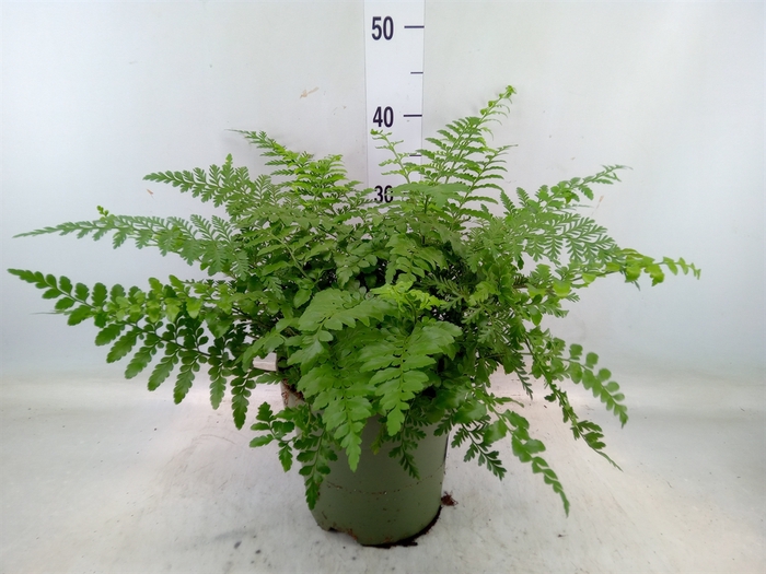 <h4>Asplenium parvati</h4>