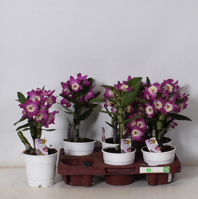 <h4>DEND NOBILE</h4>