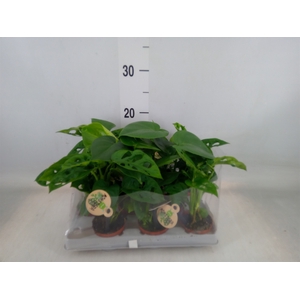 Monstera   ...