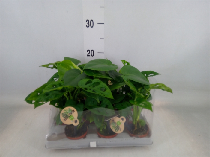 <h4>Monstera   ...</h4>