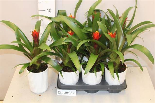 <h4>ARR BROMELIA</h4>