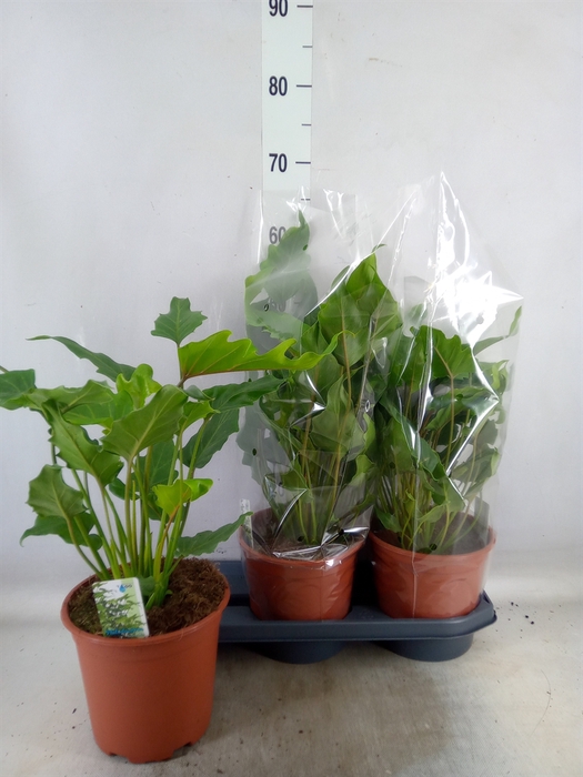 <h4>Philodendron  'Xanadu'</h4>