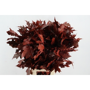 QUERC RUBRA 80CM RED