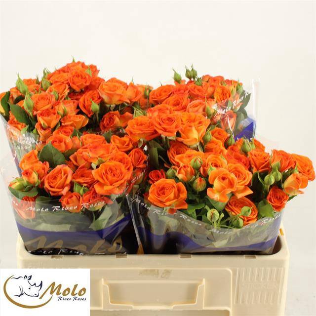 <h4>Rosa spray babe</h4>