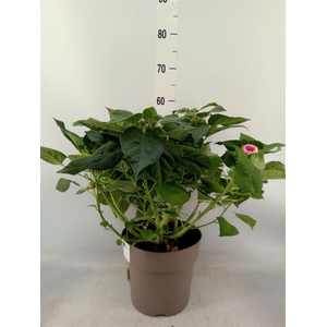 Hibiscus mosch. 'Luna'   ...mix