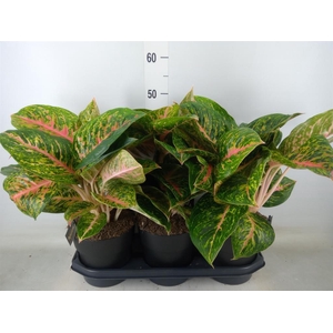 Aglaonema  'Spring Red'