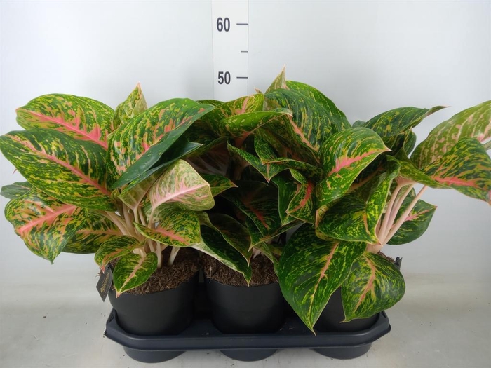 <h4>Aglaonema  'Spring Red'</h4>