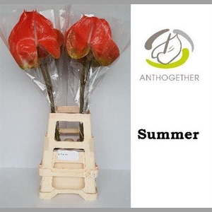 Anth A Summer