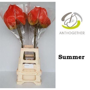 Anth A Summer Orangje