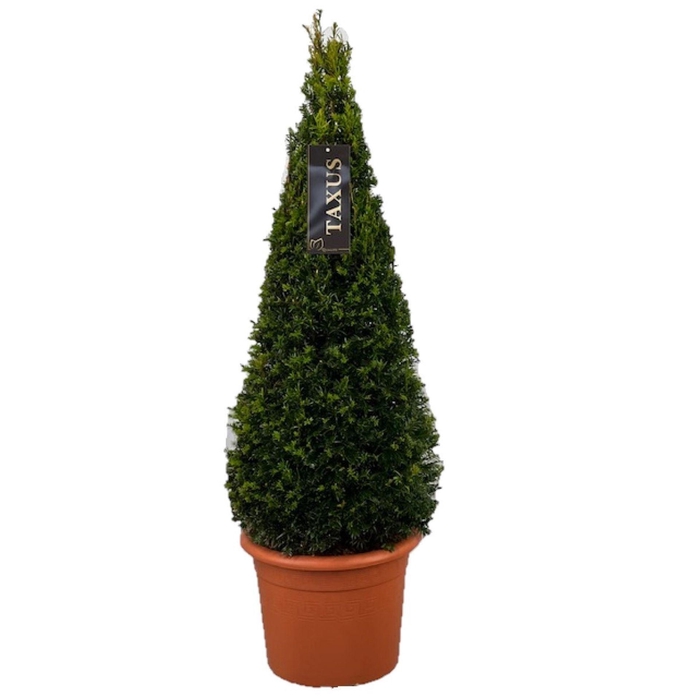 <h4>Taxus baccata</h4>