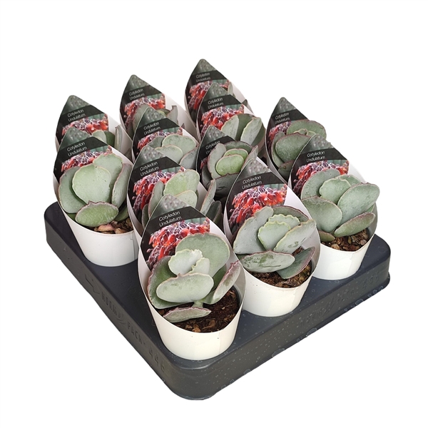 <h4>COTYLEDON UNDULATA - POT Ø 6,5 WITH POTCOVER (SUCCULENTEN)</h4>