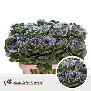 Brassica MarshM Blauw Donker