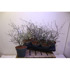 arr8 Corokia Cotoneaster