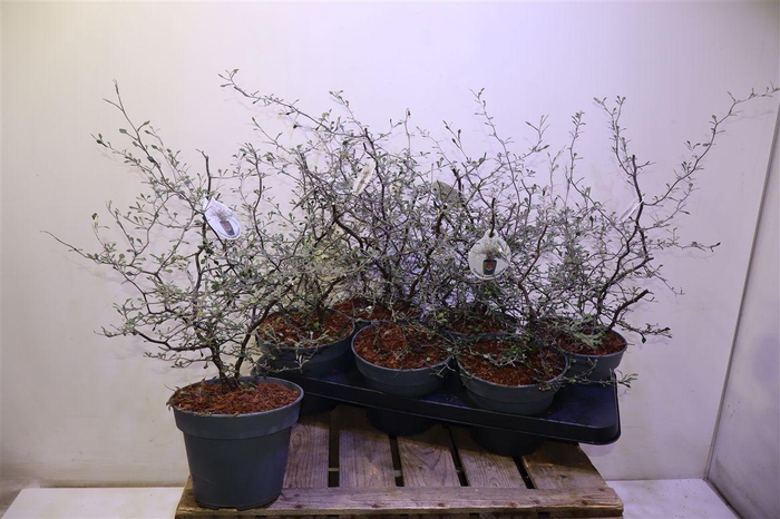 <h4>arr8 Corokia Cotoneaster</h4>