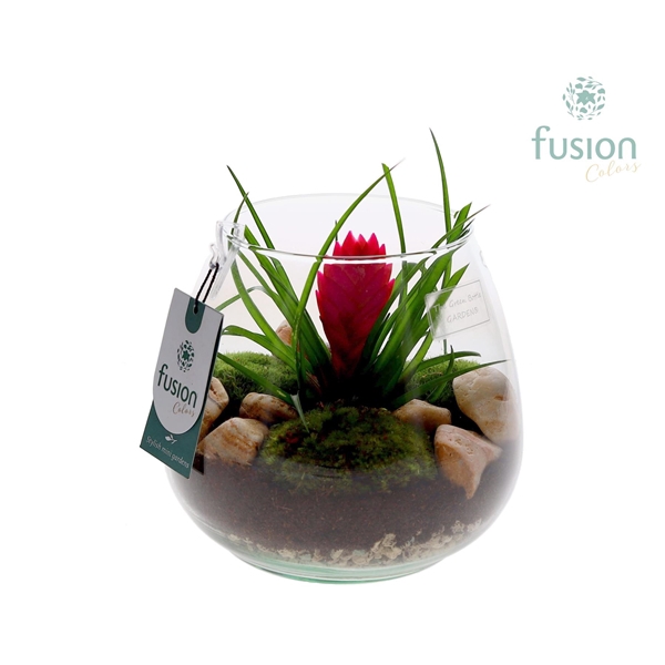 <h4>Green Bottle Abby Medium met Tillandsia</h4>