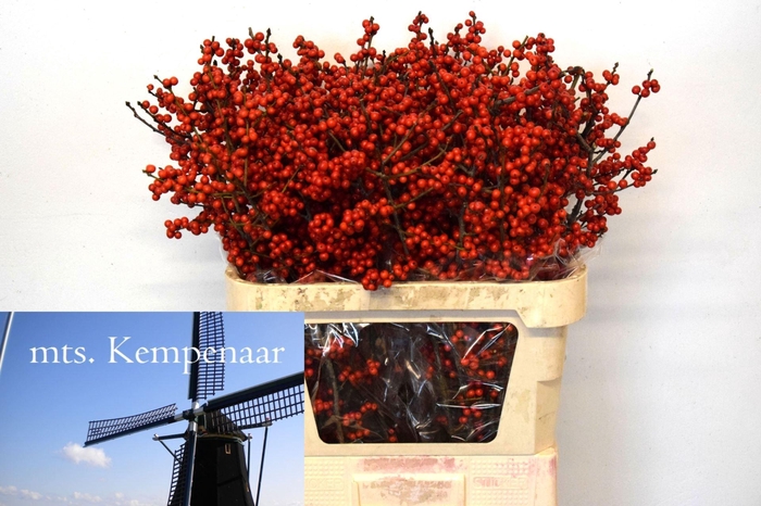 <h4>ILEX VE RODE BES</h4>