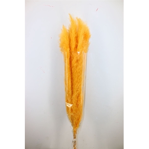 Dried Cortaderia Dadang Soft Yellow 110cm