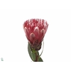 Protea Ivy
