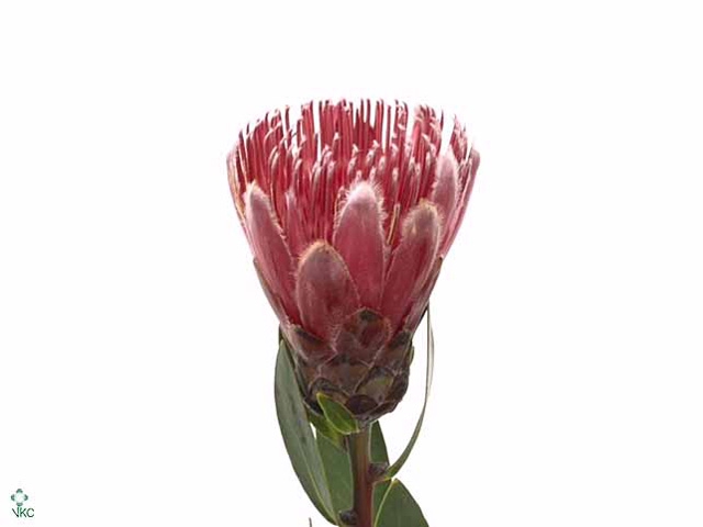 Protea Ivy