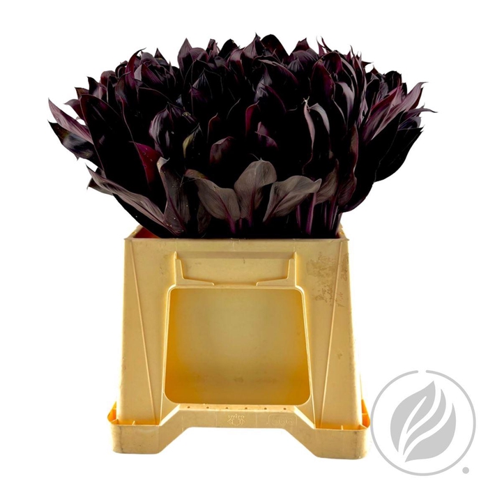 <h4>Cordyline Metisse 45cm</h4>