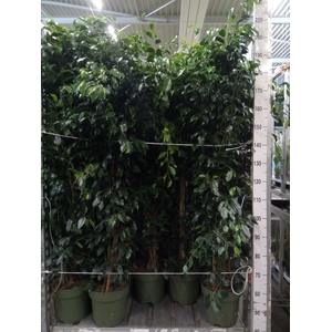 Ficus benja. 'Danielle'
