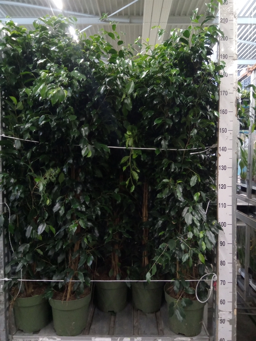 <h4>Ficus benja. 'Danielle'</h4>