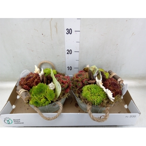Arr.  Sempervivum L%