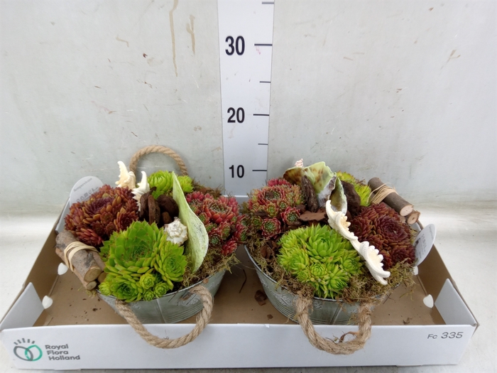 <h4>Arr.  Sempervivum L%</h4>