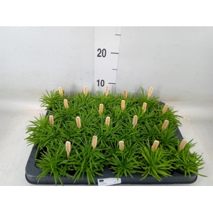 Senecio archeri 'Himalaya'