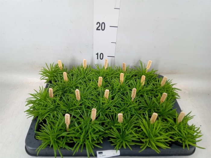 <h4>Senecio archeri 'Himalaya'</h4>