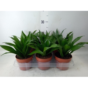 Dracaena frag. 'Compacta'