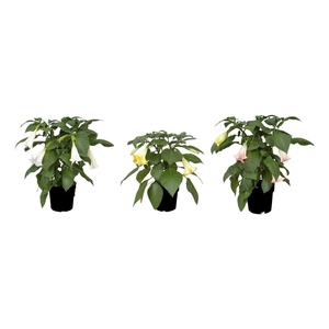 Brugmansia struik mix 24 cm