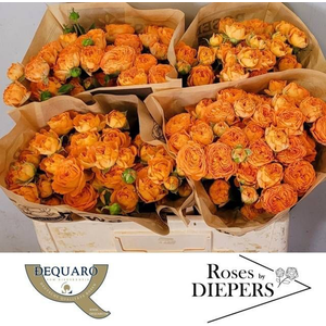 R Tr Orange Trendsetter Diepers