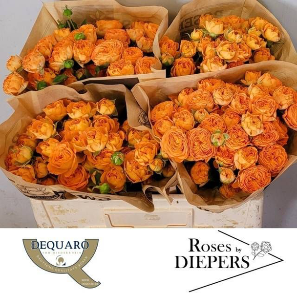 <h4>R Tr Orange Trendsetter Diepers</h4>