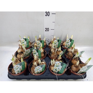 Narcissus taz. 'Geranium'