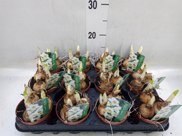 <h4>Narcissus taz. 'Geranium'</h4>