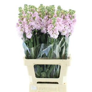 MATTH IRON CHERRY BL