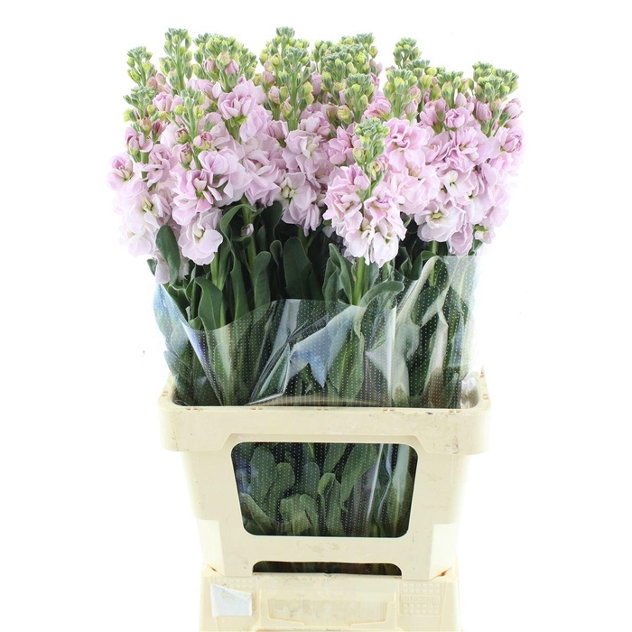 <h4>MATTH IRON CHERRY BL</h4>