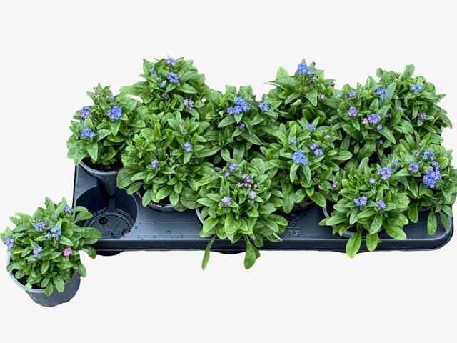 <h4>MYOS SYLVATICA</h4>