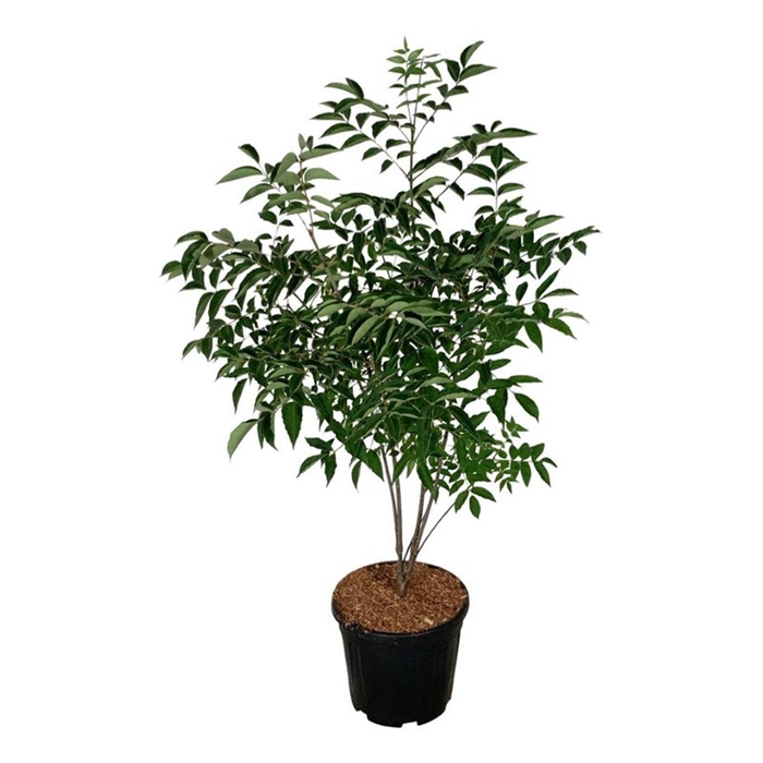 <h4>Tetradium daniellii</h4>